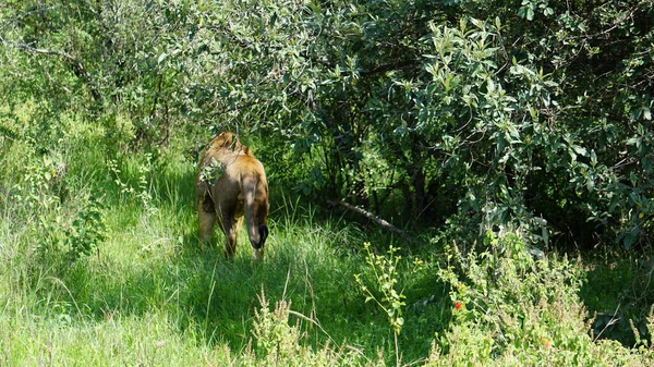 Lion Caché Dans Forêt — Photo