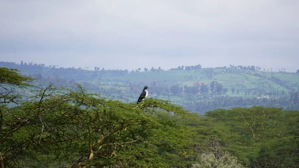 Habicht Thront Auf Einem Baum Lake Nakuru Kenia — Stockfoto