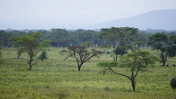 Summer Landscape Lake Nakuru National Park Kenya — Stock Photo, Image