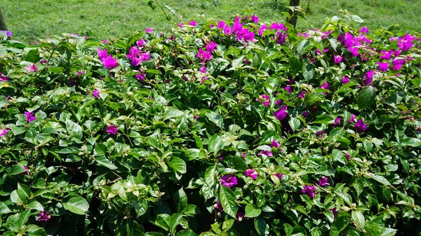 Fiori Viola Bougainvillea Nel Parco Nazionale Lake Nakuru Kenya — Foto Stock