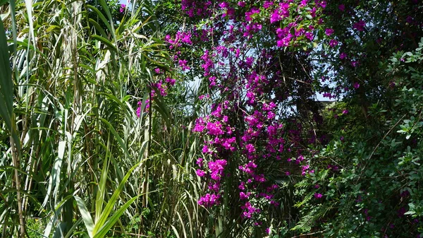 Purple Bougainvillea Flowers Lake Nakuru National Park Kenya — Stock Photo, Image