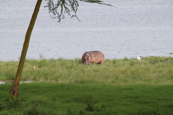 ケニアのナクル湖国立公園の水の隣にあるカバ — ストック写真
