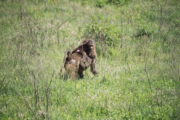 Babouin Avec Son Veau Sur Dos Dans Parc National Lac — Photo