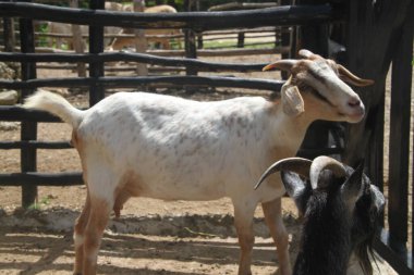 Çiftliğin ahırında keçiler