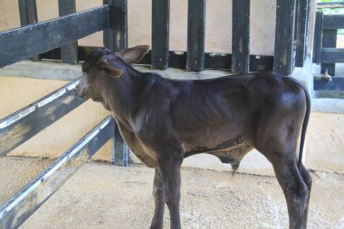 Dominik çiftliğindeki inek yavrusu