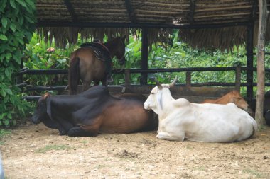 Çiftlikteki ahırda yatan inekler