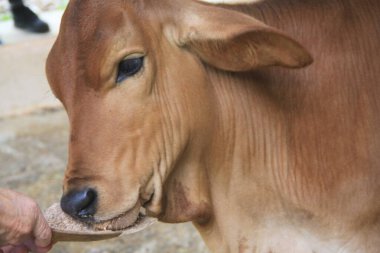 Dominik çiftliğindeki inek yavrusu