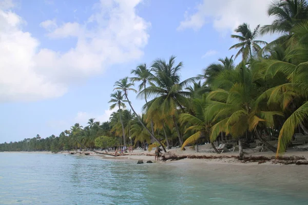 Φοίνικες Τοπίο Στην Παραλία Isla Saona Στην Δομινικανή Δημοκρατία — Φωτογραφία Αρχείου