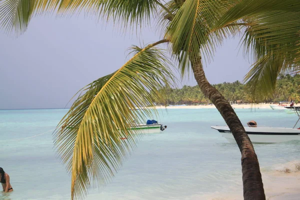 Dominik Cumhuriyeti Ndeki Saona Adası Ndaki Palmiye Ağaçları Manzarası — Stok fotoğraf