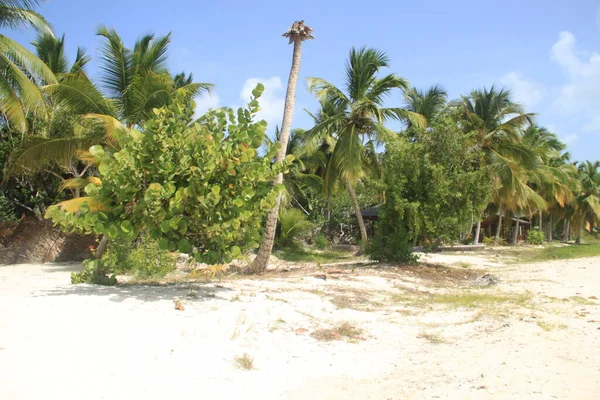 Pálmafák Táj Isla Saona Strand Dominikai Köztársaság — Stock Fotó