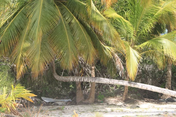 Palmer Landskap Isla Saona Stranden Dominikanska Republiken — Stockfoto