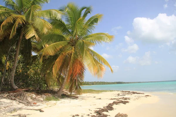 ドミニカ共和国のIsla Saonaビーチのヤシの木の風景 — ストック写真