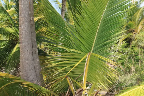 Paisagem Uma Fazenda Dominicana — Fotografia de Stock