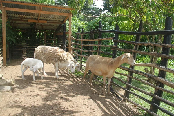 Sheep Farm Stable — Stock Photo, Image