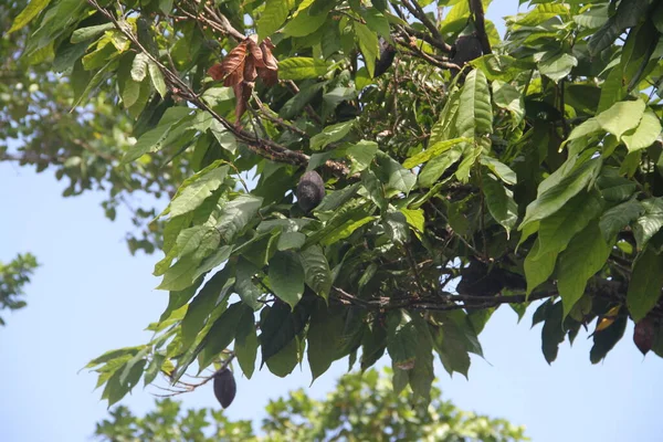 Frutta Cacao Albero — Foto Stock