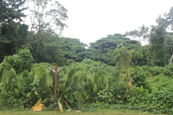 Dominik Çiftliğinin Manzarası — Stok fotoğraf