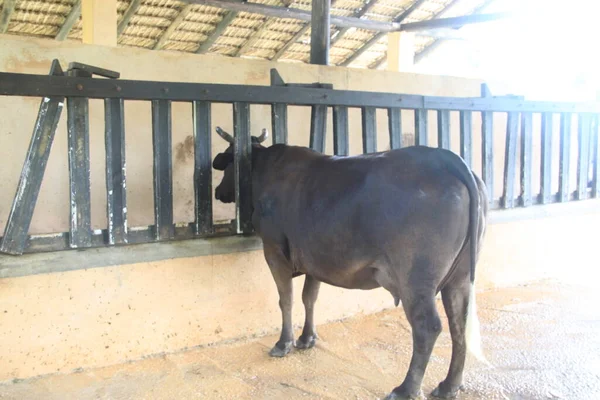 Mucca Nella Mangiatoia Una Stalla Una Fattoria — Foto Stock