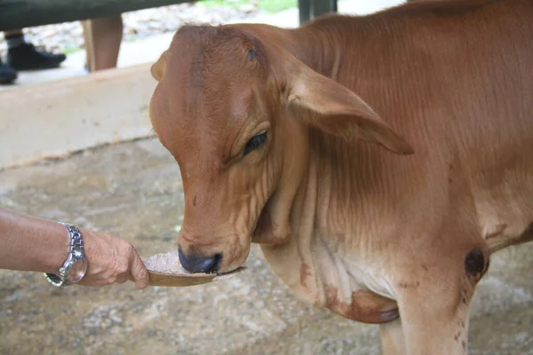 Cow Calf Dominican Farm — Stock Photo, Image