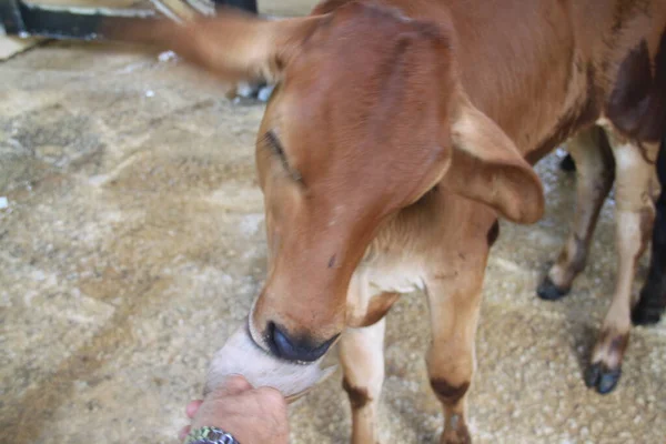 Cow Calf Dominican Farm — Stock Photo, Image