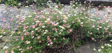 çok renkli bahar papatyaları arka planı