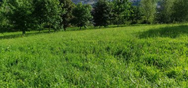 Donostia San Sebastian 'da çimenli ve ağaçlı yeşil bahçeler