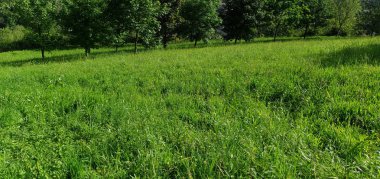 Donostia San Sebastian 'da çimenli ve ağaçlı yeşil bahçeler
