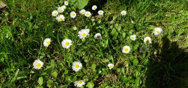 Papatyaların ve otların yeşil arka planı