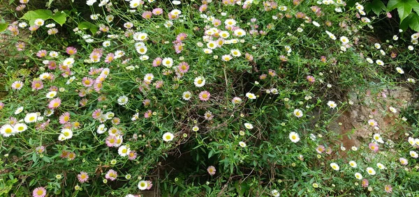 Multi Colored Spring Daisies Background — Stock Photo, Image