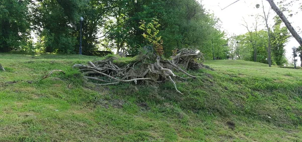 Groene Tuinen Met Gras Bomen San Sebastian — Stockfoto