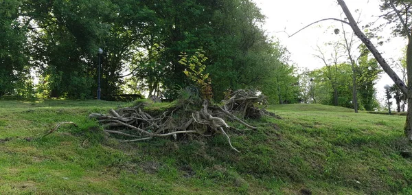 Groene Tuinen Met Gras Bomen San Sebastian — Stockfoto