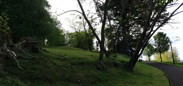 Jardins Verdes Com Grama Árvores Donostia San Sebastian — Fotografia de Stock