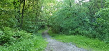 Yeşil bir ormanda yol