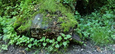 Ormandaki bir ağacın dikey görüntüsü.
