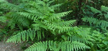 Ormanda yeşil eğreltiotu yaprağı