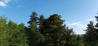 Yazın yeşil köknar ormanı