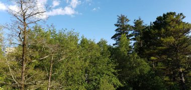 Ormanın güzel manzarası