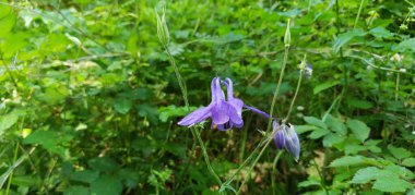 beautiful blue spring flower with green leaves and flowers