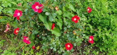 Bahçedeki kırmızı güller