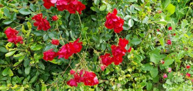 red and green roses with leaves and plants on a background of a flowerbed