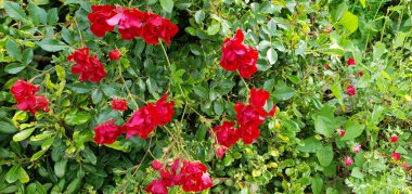 flowers of different plants, roses. the concept of spring.