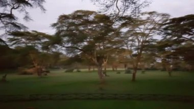 Ormanın güzel manzarası