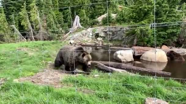 Grizzlybjörnar Kanada — Stockvideo