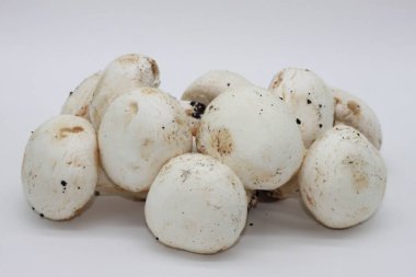 Beyaz arka planda yeni toplanmış mantarlar