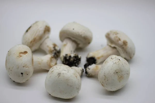 Ciuperci Proaspăt Culese Fundal Alb — Fotografie, imagine de stoc