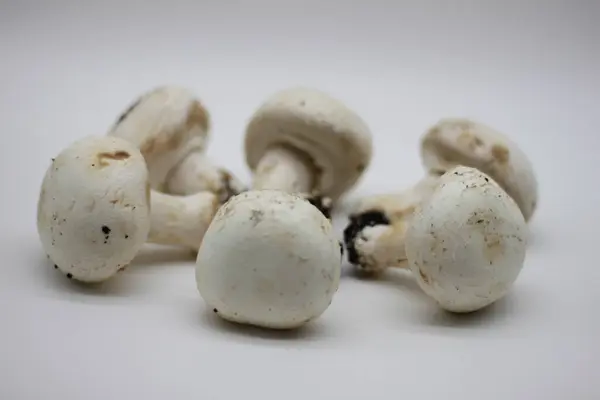 Cogumelos Recém Colhidos Fundo Branco — Fotografia de Stock
