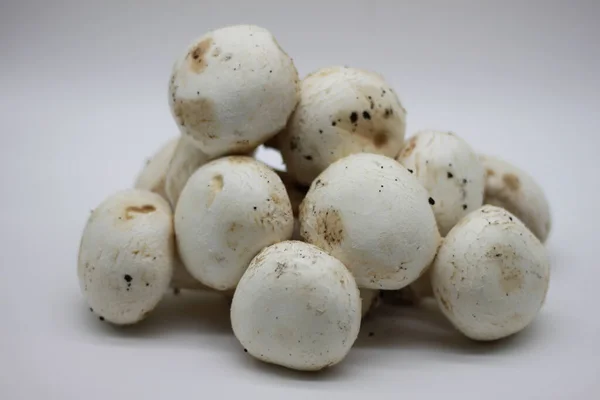 白色背景的新采摘的蘑菇 — 图库照片