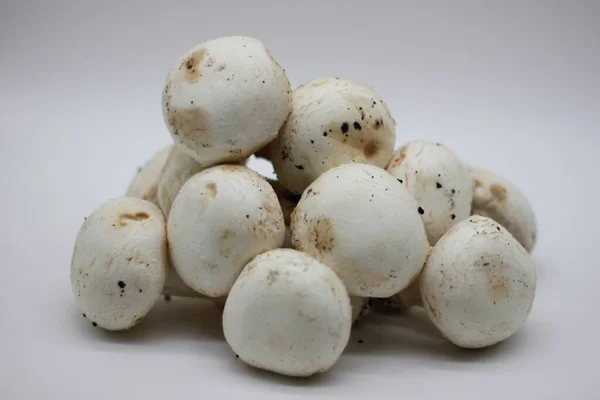 白色背景的新采摘的蘑菇 — 图库照片