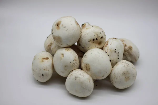 Vers Geplukte Champignons Witte Achtergrond — Stockfoto