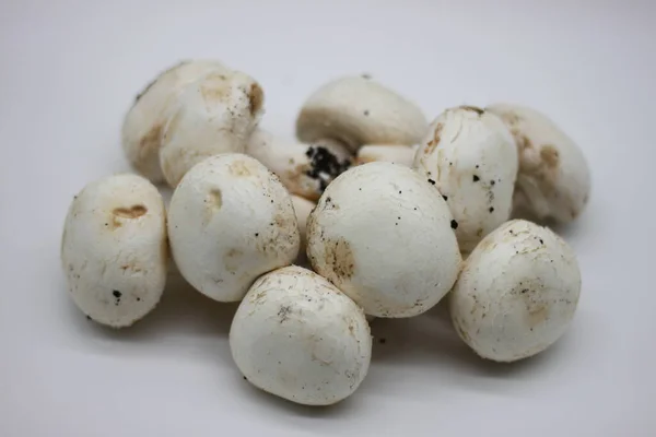 Champignons Fraîchement Cueillis Sur Fond Blanc — Photo