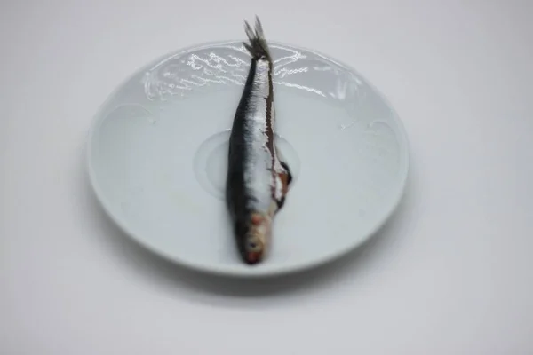 Anchoa Fresca Sobre Fondo Blanco — Foto de Stock